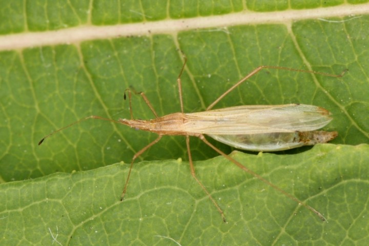 Berytinus hirticornis female Copyright: Peter Harvey