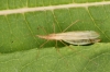 Berytinus hirticornis female Copyright: Peter Harvey