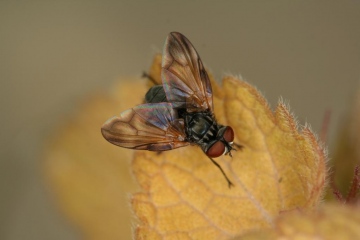 Phasia obesa Copyright: Peter Harvey