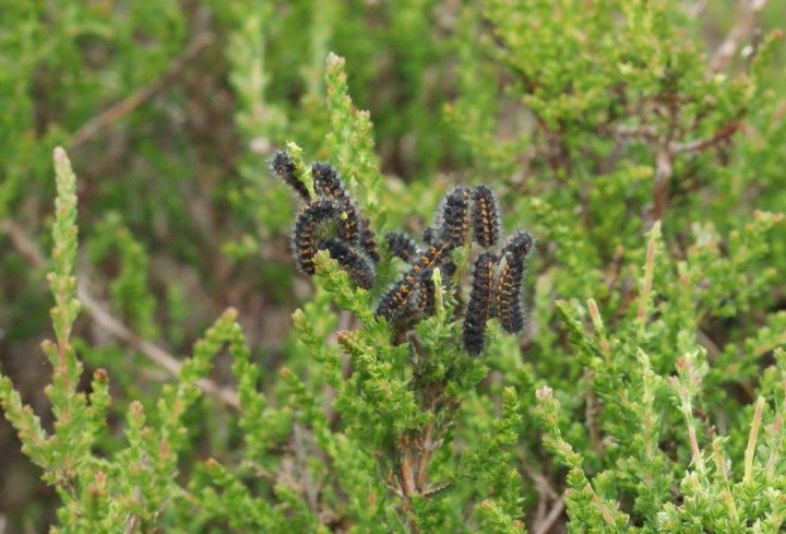 larvae on heather Copyright: Robert Smith