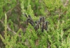 larvae on heather