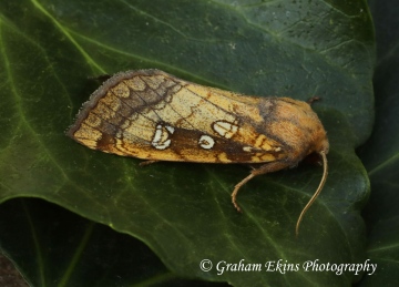 Gortyna borelii   Fisher's Estuarine Moth Copyright: Graham Ekins