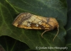 Gortyna borelii   Fisher's Estuarine Moth Copyright: Graham Ekins