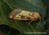 Gortyna borelii   Fisher's Estuarine Moth