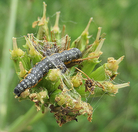 caterpillar on hemlock water dropwort Copyright: Brian Ecott