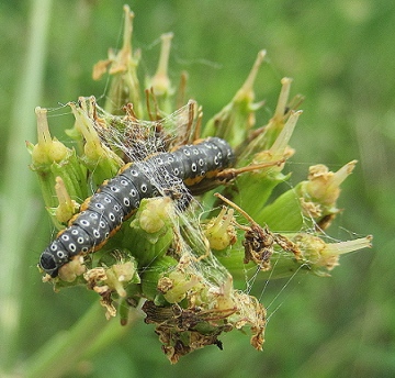 caterpillar on hemlock water dropwort Copyright: Brian Ecott