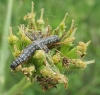 caterpillar on hemlock water dropwort