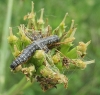 caterpillar on hemlock water dropwort Copyright: Brian Ecott