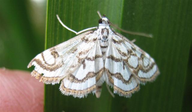 Beautiful China Mark. Copyright: Stephen Rolls