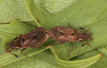 Spathocera dalmanii pair Copyright: Peter Harvey