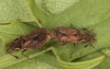 Spathocera dalmanii pair