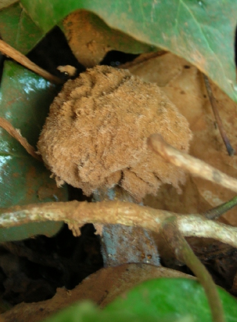 Battarraea phalloides - Sandy Stilt Puffball 2009 Copyright: Barry Ruggles