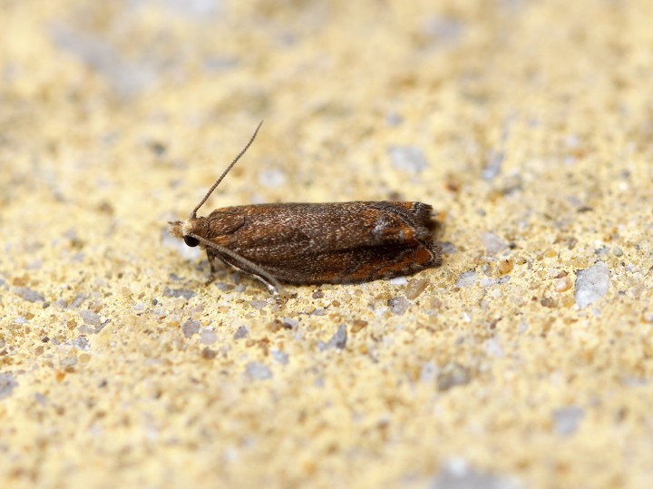 Epinotia abbreviana 5 Copyright: Ben Sale