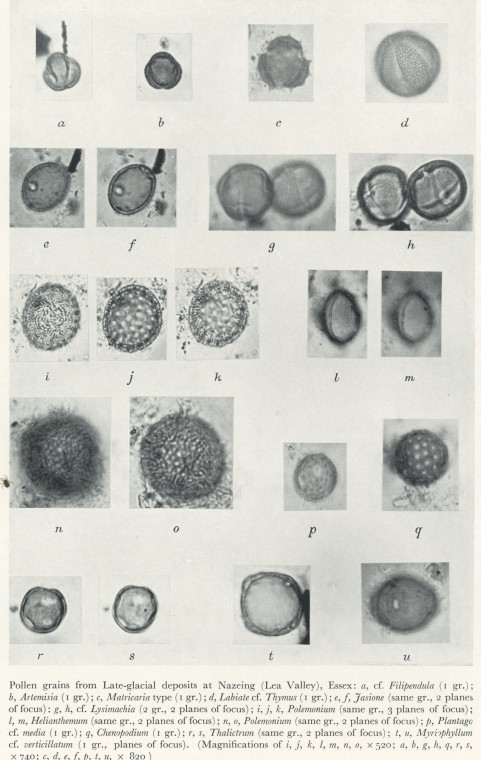 Pollen Grains 1  Nazeing Late Glacial Copyright: H Godwin 1956