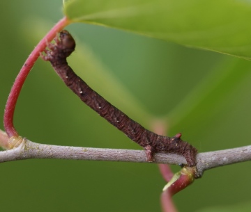 C pennaria larvae Copyright: Robert Smith