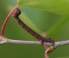 C pennaria larvae