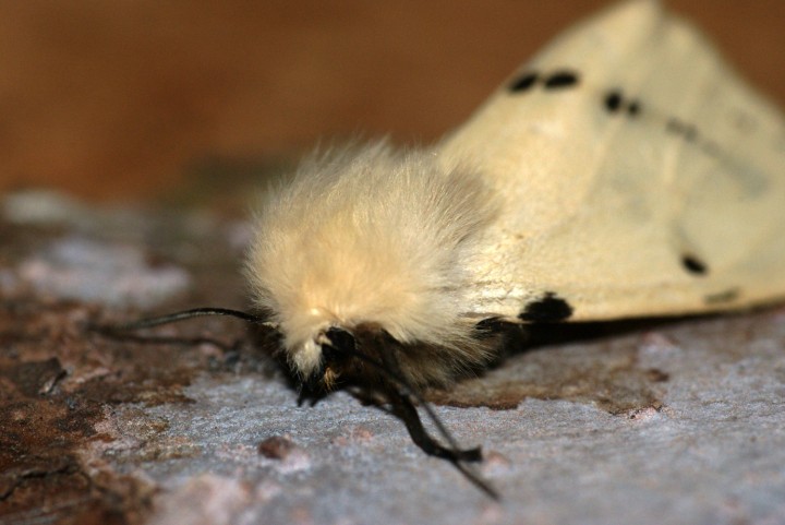 Buff Ermine 3 Copyright: Ben Sale