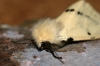 Buff Ermine 3 