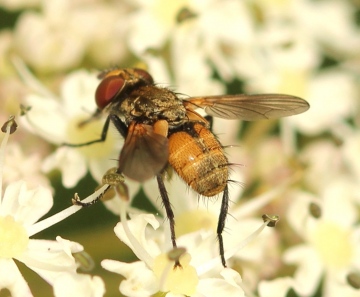 male 19th June Copyright: Jeremy Richardson