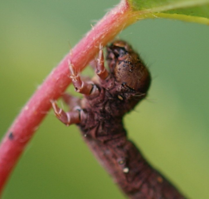 C pennaria larvae head Copyright: Robert Smith