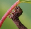 C pennaria larvae head 