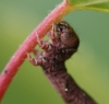 C pennaria larvae head