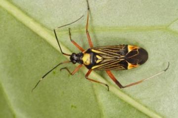 Miris striatus Copyright: Peter Harvey