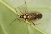 Miris striatus 