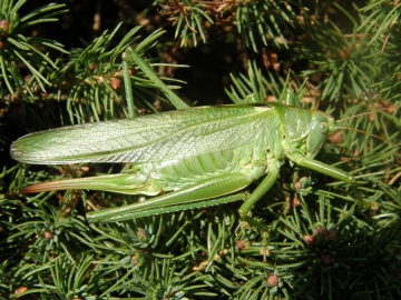 Great green bush cricket Copyright: Sue Grayston