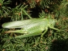 Great green bush cricket 