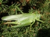 Great green bush cricket