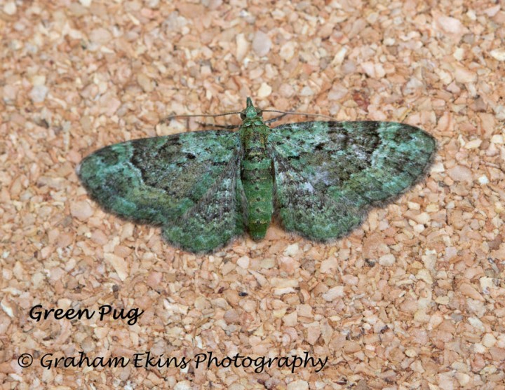 Green Pug  Pasiphila rectangulata Copyright: Graham Ekins