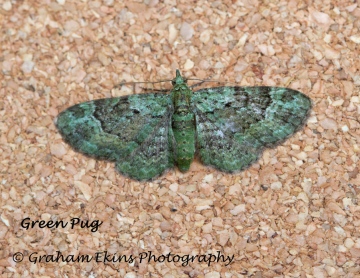 Green Pug  Pasiphila rectangulata Copyright: Graham Ekins