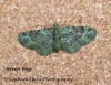 Green Pug  Pasiphila rectangulata Copyright: Graham Ekins