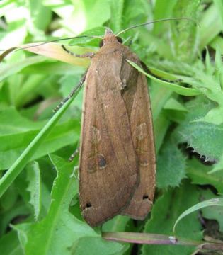 Large Yellow Underwing Copyright: Stephen Rolls