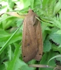 Large Yellow Underwing Copyright: Stephen Rolls