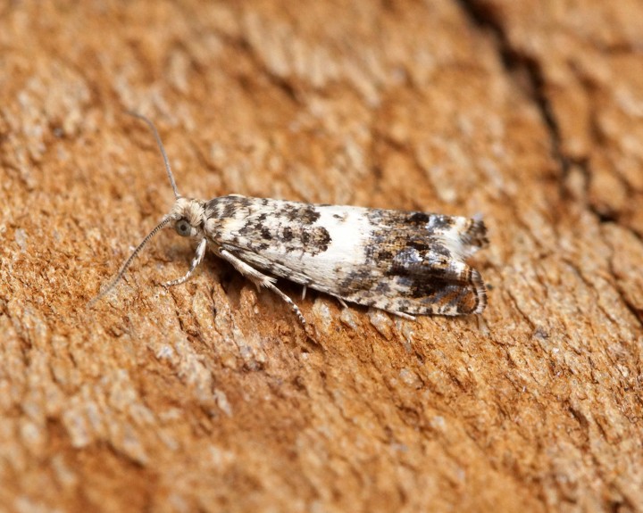 Epinotia subocellana 2 Copyright: Ben Sale