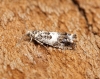 Epinotia subocellana 2 Copyright: Ben Sale