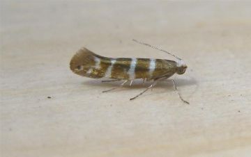 Argyresthia trifasciata Copyright: Stephen Rolls