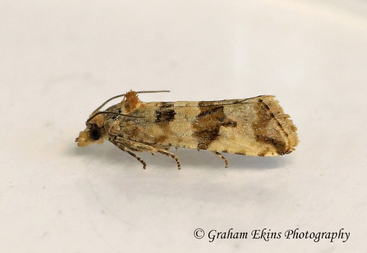 Lobesia littoralis 2 GD Copyright: Graham Ekins