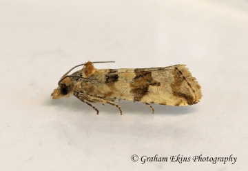 Lobesia littoralis 2 GD Copyright: Graham Ekins