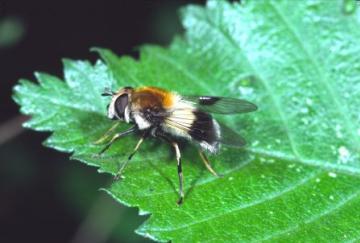 Leucozona lucorum Copyright: Peter Harvey