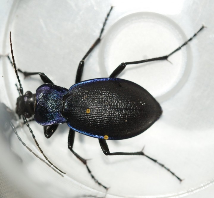 Carabus problematicus Copyright: Robert Smith