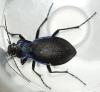 Carabus problematicus