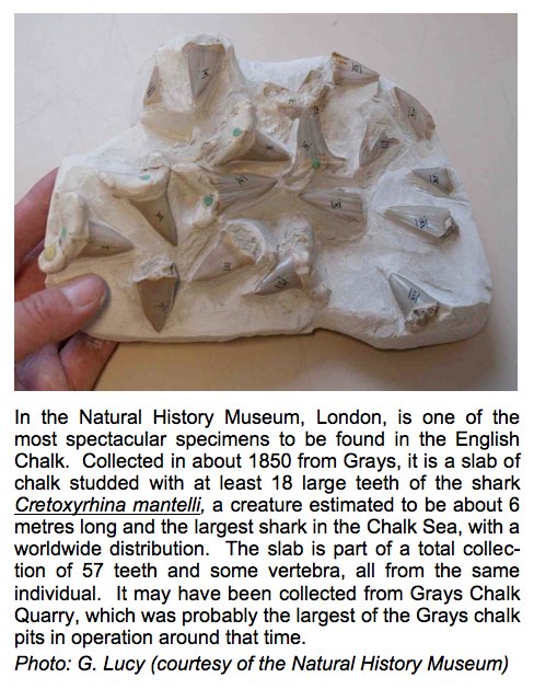 Shark teeth from the Chalk of Grays Copyright: Gerald Lucy