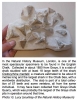 Shark teeth from the Chalk of Grays 