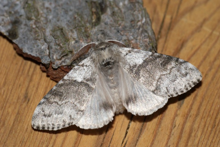 Pale Tussock 2 Copyright: Ben Sale