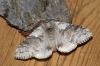 Pale Tussock 2