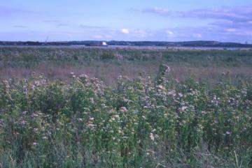 Sea Aster silt lagoons area Copyright: P.R. Harvey