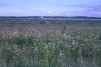 Sea Aster silt lagoons area